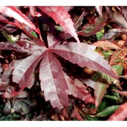 Japansk Ahorn 'Bloodgood' Acer Palmatum 'Bloodgood' Potte 10 Liter,- 60-80 Cm. 18 Japansk Ahorn 'Bloodgood' Acer Palmatum 'Bloodgood' Potte 10 Liter,- 60-80 Cm. -Osmo Salgsbutik mi3001 acer palmatum bloodgood df9b