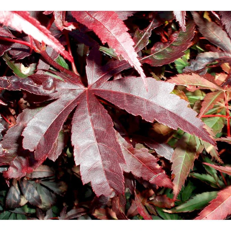 Japansk Ahorn 'Bloodgood' Acer Palmatum 'Bloodgood' Potte 10 Liter,- 60-80 Cm. 8 Japansk Ahorn 'Bloodgood' Acer Palmatum 'Bloodgood' Potte 10 Liter,- 60-80 Cm. - Billede 8
