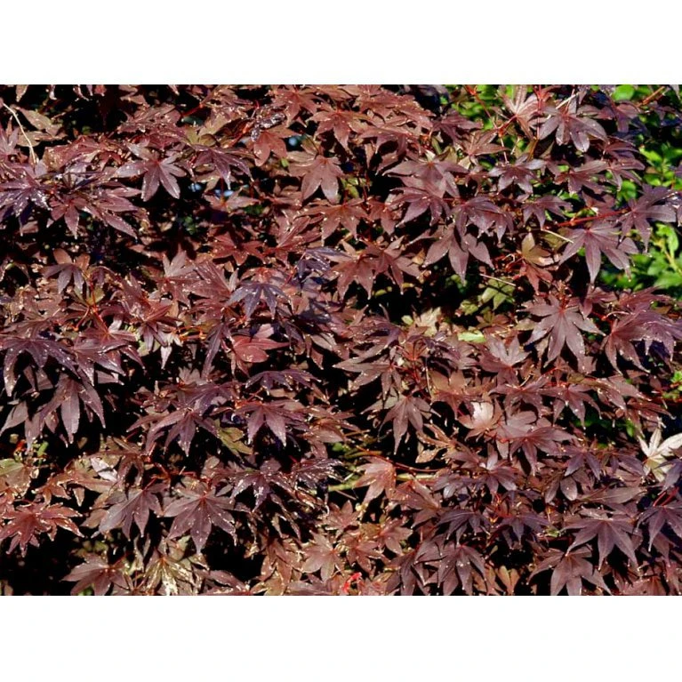Japansk Ahorn 'Bloodgood' Acer Palmatum 'Bloodgood' Potte 10 Liter,- 60-80 Cm. 10 Japansk Ahorn 'Bloodgood' Acer Palmatum 'Bloodgood' Potte 10 Liter,- 60-80 Cm. - Billede 10