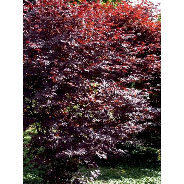 Japansk Ahorn 'Bloodgood' Acer Palmatum 'Bloodgood' Potte 10 Liter,- 60-80 Cm. 11 Japansk Ahorn 'Bloodgood' Acer Palmatum 'Bloodgood' Potte 10 Liter,- 60-80 Cm. - Billede 11