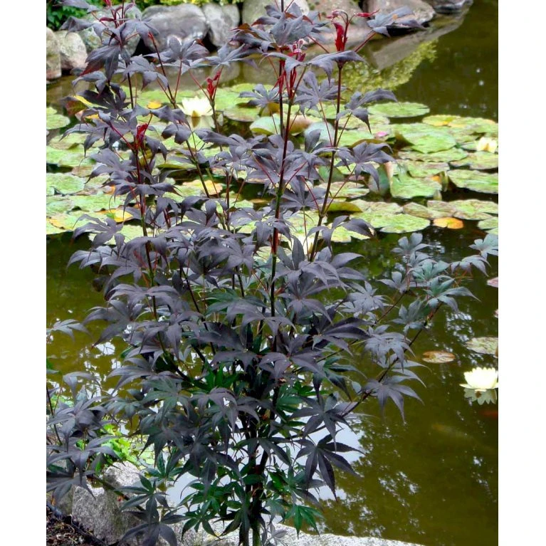 Japansk Ahorn 'Bloodgood' Acer Palmatum 'Bloodgood' Potte 10 Liter,- 60-80 Cm. 5 Japansk Ahorn 'Bloodgood' Acer Palmatum 'Bloodgood' Potte 10 Liter,- 60-80 Cm. - Billede 5