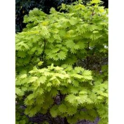 Viftebladet Løn Acer Shirasawanum 'Aureum' Potte 4,0 Liter,- 30-40 Cm. -Osmo Salgsbutik mi3002 acer shirasawanum aureum 692c