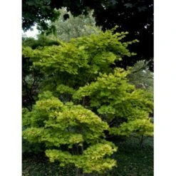 Viftebladet Løn Acer Shirasawanum 'Aureum' Potte 4,0 Liter,- 30-40 Cm. -Osmo Salgsbutik mi3002 acer shirasawanum aureum 9cd3