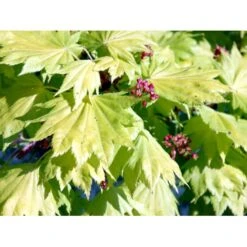 Viftebladet Løn Acer Shirasawanum 'Aureum' Potte 4,0 Liter,- 30-40 Cm. -Osmo Salgsbutik mi3002 acer shirasawanum aureum abbb
