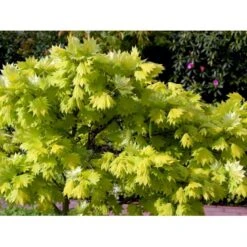 Viftebladet Løn Acer Shirasawanum 'Aureum' Potte 4,0 Liter,- 30-40 Cm. -Osmo Salgsbutik mi3002 acer shirasawanum aureum ee67
