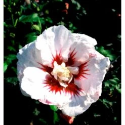 Syrisk Rose 'Helene' Hibiscus Syriacus 'Helene' Potte 4,0 Liter,- 50-60 Cm. -Osmo Salgsbutik mi3015 hibiscus syriacus helene 502d