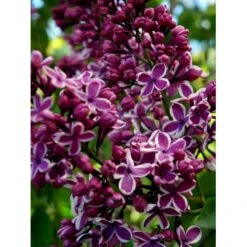 'Sensation' Syringa Vul. 'Sensation' (storblomstrende) Med Klump,- 125-150 Cm. -Osmo Salgsbutik mi3025 syringa vulgaris sensation 1630