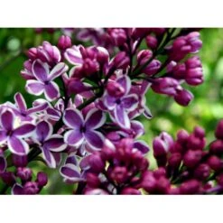 'Sensation' Syringa Vul. 'Sensation' (storblomstrende) Med Klump,- 125-150 Cm. -Osmo Salgsbutik mi3025 syringa vulgaris sensation 5bbd