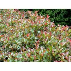 Glansmispel 'Red Robin' Photinia Fraseri 'Red Robin' Potte 2,0 Liter,- 30-40 Cm. -Osmo Salgsbutik mi3043 photinia fraseri red robin 0a7b