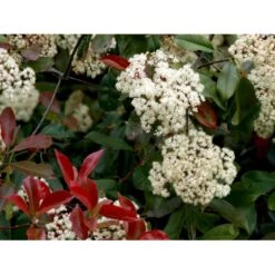 Glansmispel 'Red Robin' Photinia Fraseri 'Red Robin' Potte 2,0 Liter,- 30-40 Cm. -Osmo Salgsbutik mi3043 photinia fraseri red robin 8126