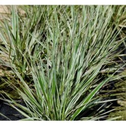 Rørhvene 'Overdam' Calamagrostis Acutiflora 'Overdam' 1 Liter Potte -Osmo Salgsbutik mi3089 calamagrostis acutiflora overdam 864b