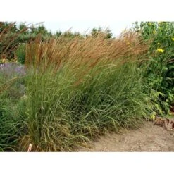 Rørhvene 'Overdam' Calamagrostis Acutiflora 'Overdam' 1 Liter Potte -Osmo Salgsbutik mi3089 calamagrostis acutiflora overdam 8b20