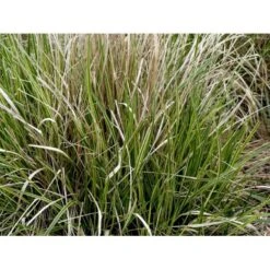 Rørhvene 'Overdam' Calamagrostis Acutiflora 'Overdam' 1 Liter Potte -Osmo Salgsbutik mi3089 calamagrostis acutiflora overdam a4f6