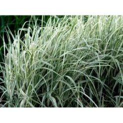 Stribet Elefantgræs 'Variegatus' Miscanthus Sinensis 'Variegatus' 3,0 Liter Potte -Osmo Salgsbutik mi3092 miscanthus sinensis variegatus ac8e