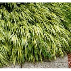 Japansk Skovgræs 'Aureola' Hakonechloa Macra 'Aureola' 1 Liter Potte -Osmo Salgsbutik mi3094 hakonechloa macra aureola 5da8