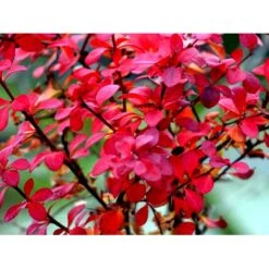 Grøn Berberis Til Hæk Berberis Thunbergii Solitær Busk 125-150 Cm., Med Klump 5 Grøn Berberis Til Hæk Berberis Thunbergii Solitær Busk 125-150 Cm., Med Klump -Osmo Salgsbutik mi312 berberis thunbergii 4072