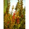 Grøn Berberis Til Hæk Berberis Thunbergii Solitær Busk 125-150 Cm., Med Klump