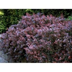Rød Berberis Til Hæk Berberis Thunbergii 'Atropurpurea' Solitær Busk 125-150 Cm., Med Klump -Osmo Salgsbutik mi326 berberis thunbergii atropurpurea d273