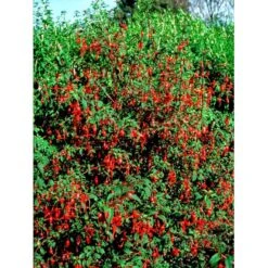 Havefuchia 'Riccartonii' Fuchsia Magellanica 'Riccartonii' 5 Liter Potte -Osmo Salgsbutik mi3378 fuchsia riccartonii d4b9