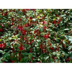 Havefuchia 'Riccartonii' Fuchsia Magellanica 'Riccartonii' 5 Liter Potte -Osmo Salgsbutik mi3378 fuchsia riccartonii dbc0