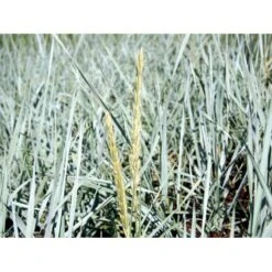 Marehalm Leymus Arenarius 10 Cm. Potte -Osmo Salgsbutik mi3511 leymus arenarius d1bf