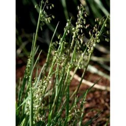 Hjertegræs Briza Media 1 Liter Potte -Osmo Salgsbutik mi365 briza media 1394