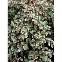 Dværgmispel 'Juliette' Cotoneaster Suecicus 'Juliette' Opstammet 40 Cm. Med Potte -Osmo Salgsbutik mi3701 cotoneaster suecicus juliette 04b1