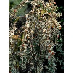 Dværgmispel 'Juliette' Cotoneaster Suecicus 'Juliette' Opstammet 40 Cm. Med Potte -Osmo Salgsbutik mi3701 cotoneaster suecicus juliette 80dc