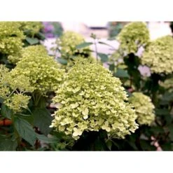 Kompakt Syrén-Hortensia 'Little Lime' Hydrangea Paniculata 'Little Lime' 3,5 Liter Potte -Osmo Salgsbutik mi3703 hydrangea paniculata limelight 502b