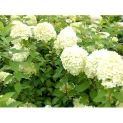 Kompakt Syrén-Hortensia 'Little Lime' Hydrangea Paniculata 'Little Lime' 3,5 Liter Potte -Osmo Salgsbutik mi3703 hydrangea paniculata limelight 9d6c