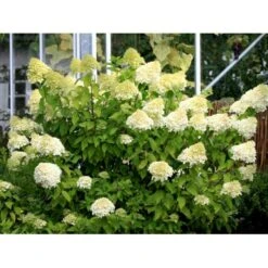 Kompakt Syrén-Hortensia 'Little Lime' Hydrangea Paniculata 'Little Lime' 3,5 Liter Potte -Osmo Salgsbutik mi3703 hydrangea paniculata limelight c7e2
