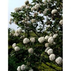 Duft-snebolle Viburnum Carlcephalum Med Klump,- 100-120 Cm. -Osmo Salgsbutik mi3729 viburnum carlcephalum a509