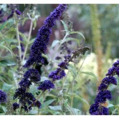Sommerfuglebusk 'Black Knight' Buddleja Davidii 'Black Knight' Potte 6,5 Liter 50-60 Cm. -Osmo Salgsbutik mi379 buddleia davidii black knight 1078