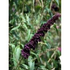 Sommerfuglebusk 'Black Knight' Buddleja Davidii 'Black Knight' Potte 6,5 Liter 50-60 Cm. -Osmo Salgsbutik mi379 buddleia davidii black knight 3fe2
