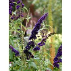 Sommerfuglebusk 'Black Knight' Buddleja Davidii 'Black Knight' Potte 6,5 Liter 50-60 Cm. -Osmo Salgsbutik mi379 buddleia davidii black knight 52ee