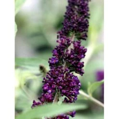 Sommerfuglebusk 'Black Knight' Buddleja Davidii 'Black Knight' Potte 6,5 Liter 50-60 Cm. -Osmo Salgsbutik mi379 buddleia davidii black knight 5775
