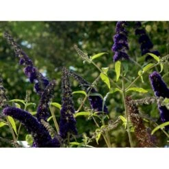 Sommerfuglebusk 'Black Knight' Buddleja Davidii 'Black Knight' Potte 6,5 Liter 50-60 Cm. -Osmo Salgsbutik mi379 buddleia davidii black knight ee09