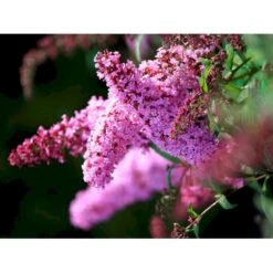 Sommerfuglebusk 'Pink Delight' Buddleja Davidii 'Pink Delight' Potte 6,5 Liter 50-60 Cm. -Osmo Salgsbutik mi383 buddleia davidii pink delight 0432