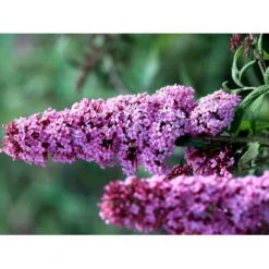 Sommerfuglebusk 'Pink Delight' Buddleja Davidii 'Pink Delight' Potte 6,5 Liter 50-60 Cm. -Osmo Salgsbutik mi383 buddleia davidii pink delight 2b78