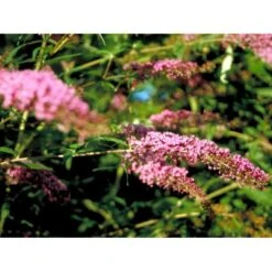 Sommerfuglebusk 'Pink Delight' Buddleja Davidii 'Pink Delight' Potte 6,5 Liter 50-60 Cm. -Osmo Salgsbutik mi383 buddleia davidii pink delight 9bd7