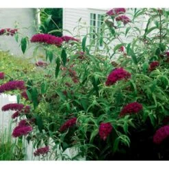 Sommerfuglebusk 'Royal Red' Buddleja Davidii 'Royal Red' Potte 2 Liter. -Osmo Salgsbutik mi384 buddleia davidii royal red 2063
