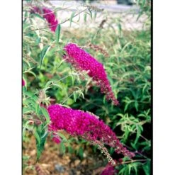 Sommerfuglebusk 'Royal Red' Buddleja Davidii 'Royal Red' Potte 2 Liter. -Osmo Salgsbutik mi384 buddleia davidii royal red b637