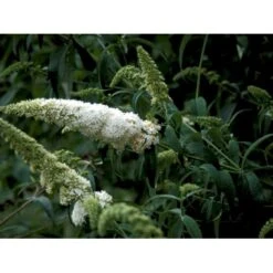 Sommerfuglebusk 'White Profusion' Buddleja Davidii 'White Profusion' Potte 6,5 Liter 50-60 Cm. -Osmo Salgsbutik mi385 buddleia davidii white profusion 609a