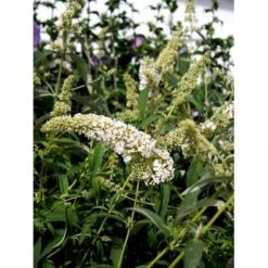 Sommerfuglebusk 'White Profusion' Buddleja Davidii 'White Profusion' Potte 6,5 Liter 50-60 Cm. -Osmo Salgsbutik mi385 buddleia davidii white profusion 71f4