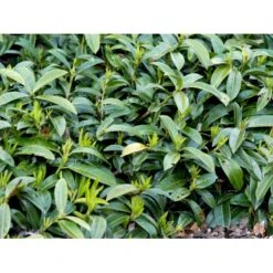 Krybende Kirsebærlaurbær Prunus Laurocerasus 'Mount Vernon' 5 Liter Potte 40-60 Cm -Osmo Salgsbutik mi3912 prunus laurocerasus mount vernon 07da