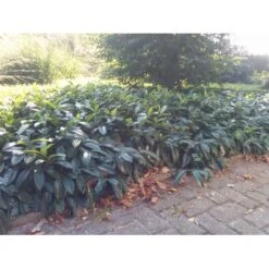 Krybende Kirsebærlaurbær Prunus Laurocerasus 'Mount Vernon' 5 Liter Potte 40-60 Cm -Osmo Salgsbutik mi3912 prunus laurocerasus mount vernon 1063