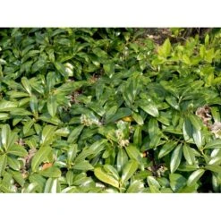 Krybende Kirsebærlaurbær Prunus Laurocerasus 'Mount Vernon' 5 Liter Potte 40-60 Cm -Osmo Salgsbutik mi3912 prunus laurocerasus mount vernon 674c