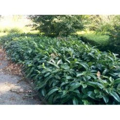 Krybende Kirsebærlaurbær Prunus Laurocerasus 'Mount Vernon' 5 Liter Potte 40-60 Cm -Osmo Salgsbutik mi3912 prunus laurocerasus mount vernon a98e