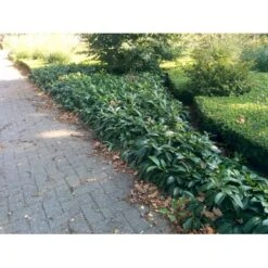 Krybende Kirsebærlaurbær Prunus Laurocerasus 'Mount Vernon' 5 Liter Potte 40-60 Cm -Osmo Salgsbutik mi3912 prunus laurocerasus mount vernon be71