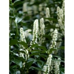 Krybende Kirsebærlaurbær Prunus Laurocerasus 'Mount Vernon' 5 Liter Potte 40-60 Cm -Osmo Salgsbutik mi3912 prunus laurocerasus mount vernon e905